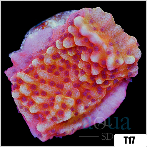 Orange Phoenix Montipora