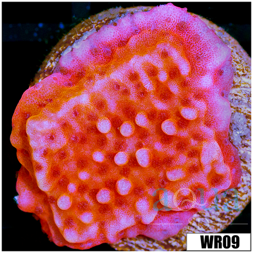 Orange Phoenix Montipora