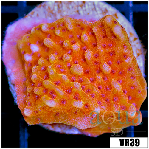 Orange Phoenix Montipora