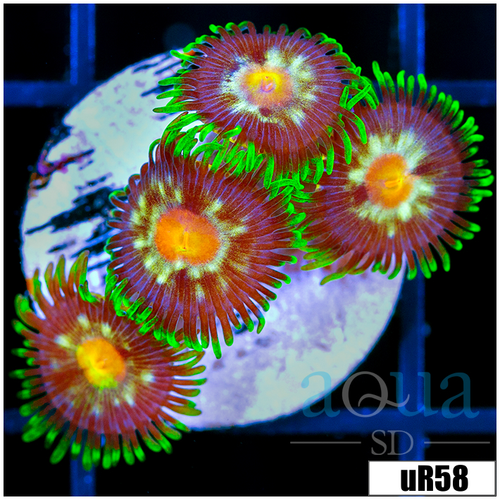 ASD Daisy Cutter Zoanthids