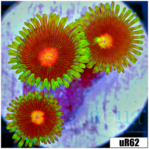 ASD Daisy Cutter Zoanthids