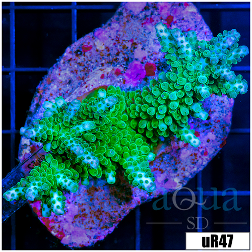 Cultured Ice Tips Staghorn Acropora Colony