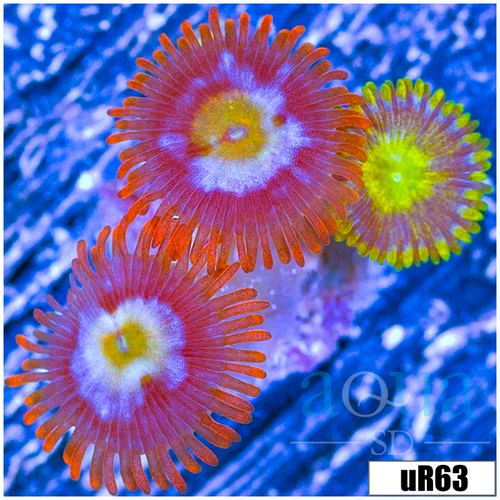 ASD Combo Zoanthids