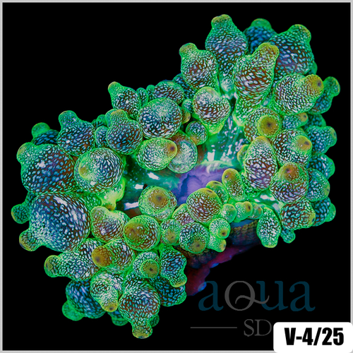 ASD Nuclear Bubbletip Anemone
