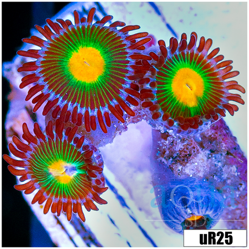 Gator Eyes Zoanthids