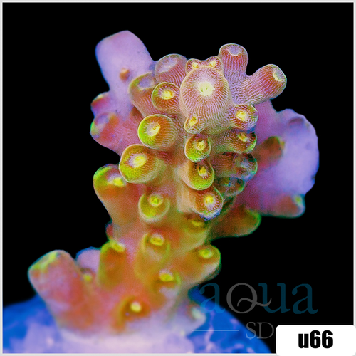Bumblebee Tort Acropora