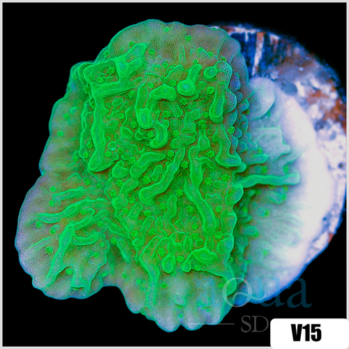 Neon Montipora