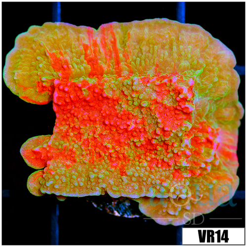 ASD Grafted Montipora