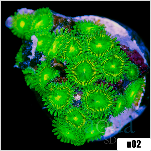 Dragon Eyes Zoanthids