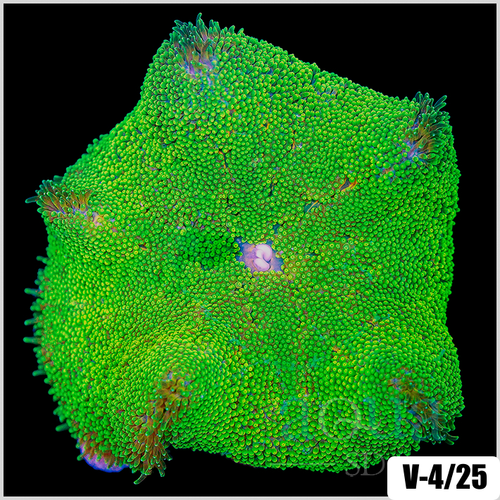 Baby Hadonni Carpet Anemone