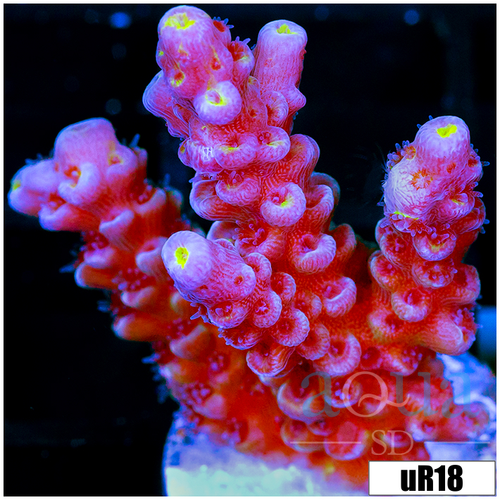 ORA Red Planet Acropora