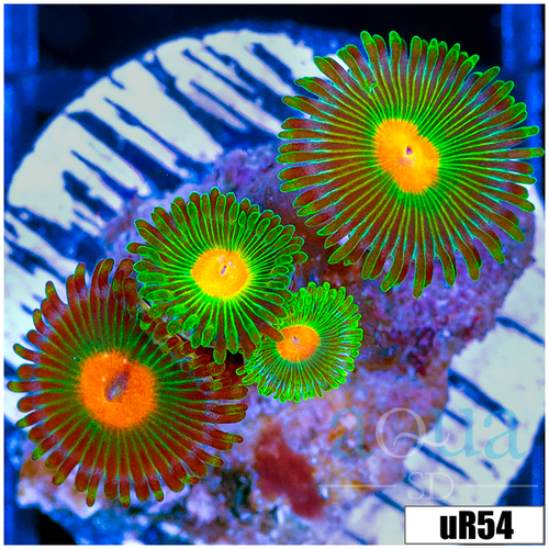 Gator Eyes Zoanthids