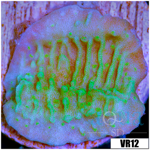 Neon Montipora