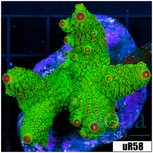 Cultured Toxic Waste Acropora Papillare