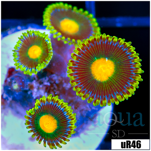 Gator Eyes Zoanthids
