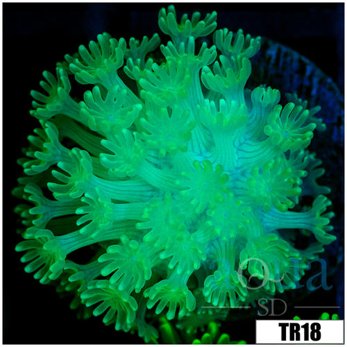 Green Petals Alveopora