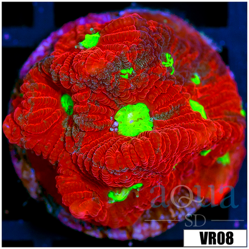 Grafted War Coral Favia