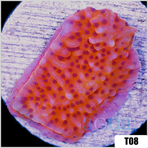 Orange Phoenix Montipora
