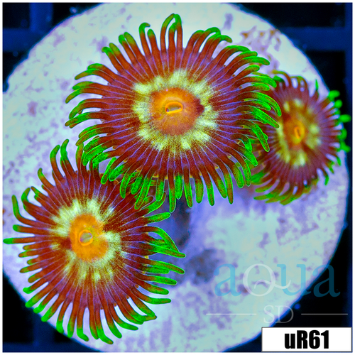 ASD Daisy Cutter Zoanthids