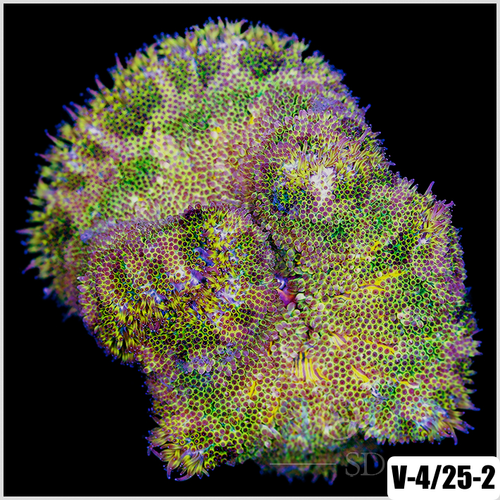 Grade B Maxi Mini Carpet Anemone