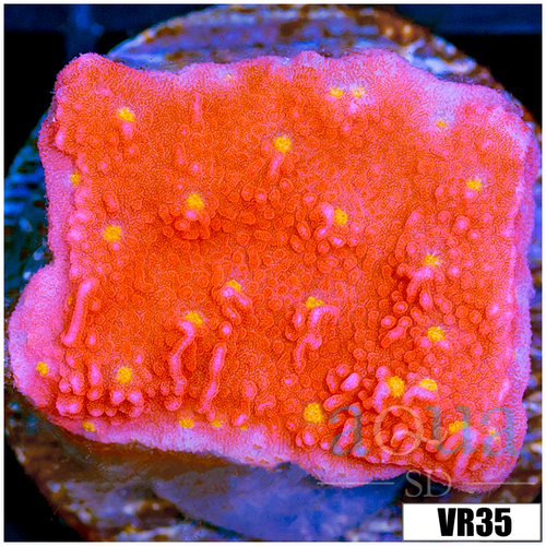 Sunburst Montipora