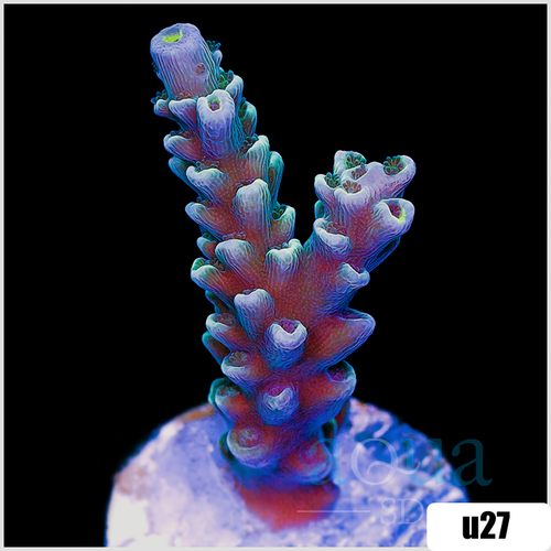 ASD Rainbow Tenuis Acropora