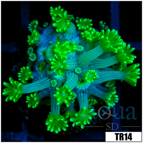 Green Petals Alveopora