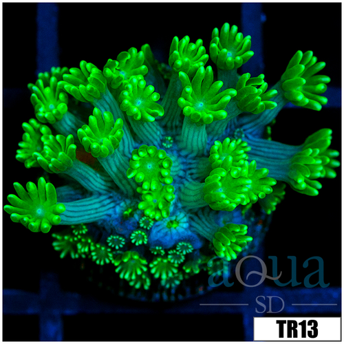 Green Petals Alveopora
