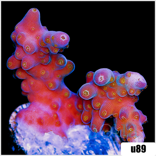 BC Bubblebath Unicorn Acropora