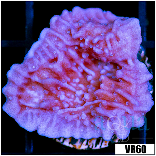 Purple Haze Montipora
