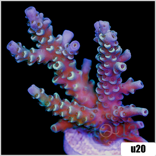 ASD Rainbow Tenuis Acropora