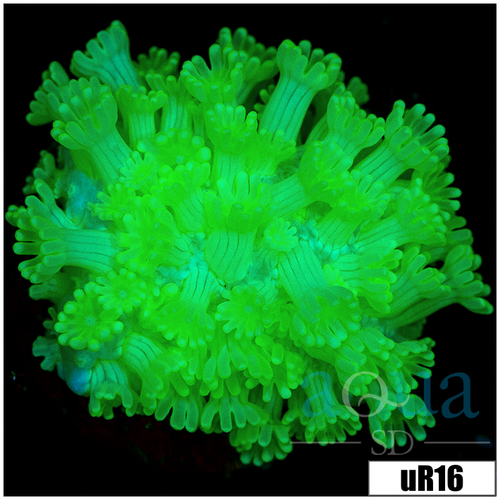 Green Petals Alveopora