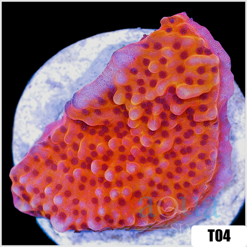 Orange Phoenix Montipora