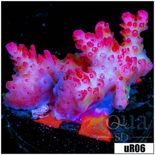 ORA Red Planet Acropora
