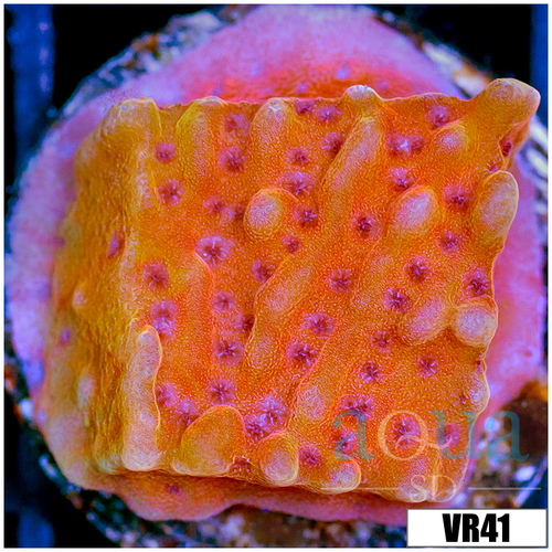 Orange Phoenix Montipora
