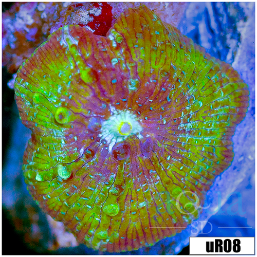 Teal Spotted Discosoma