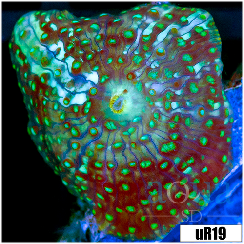 Teal Spotted Discosoma