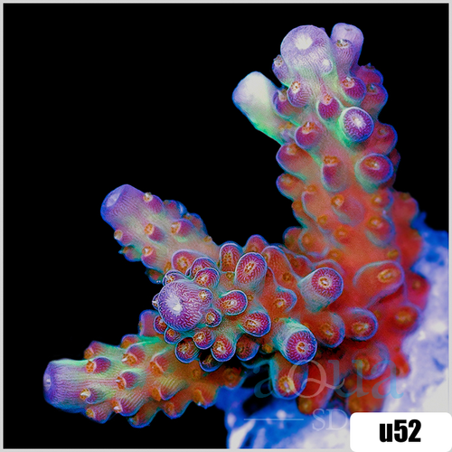 BC Bubblebath Unicorn Acropora