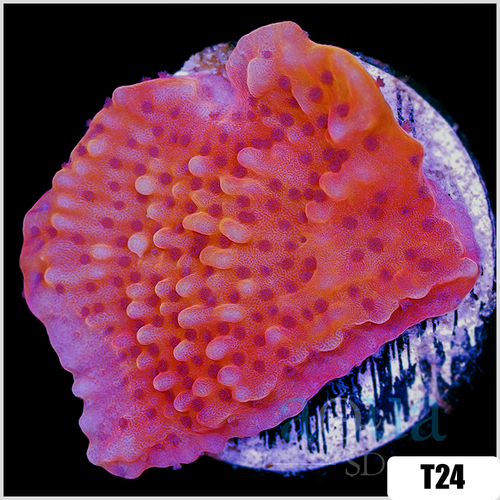 Orange Phoenix Montipora