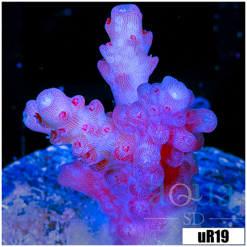 Grape Tort Acropora