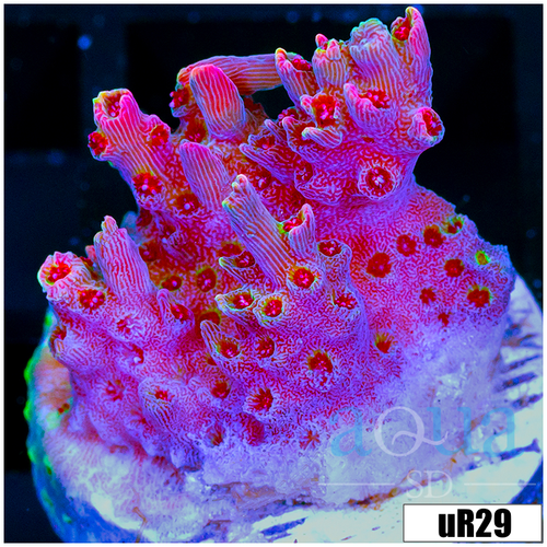 ORA Red Planet Acropora