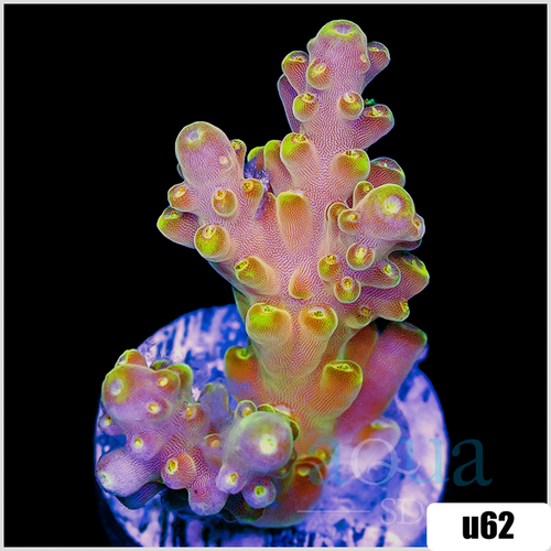 Bumblebee Tort Acropora