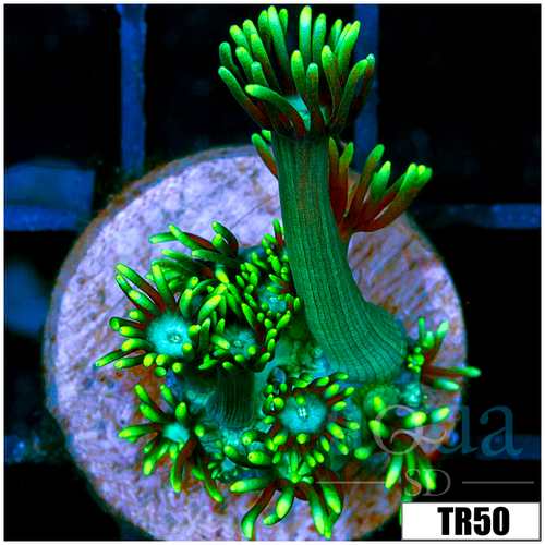 Neon Star Goniopora