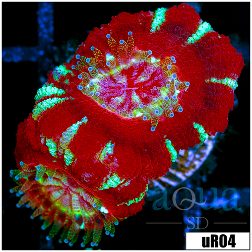 Inferno Peppermint Asian Acan