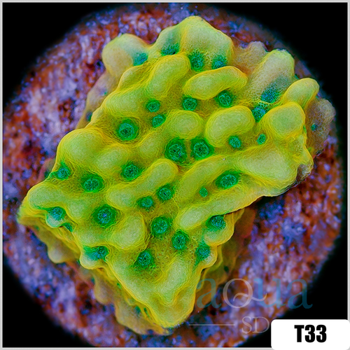 Beach Bum Montipora