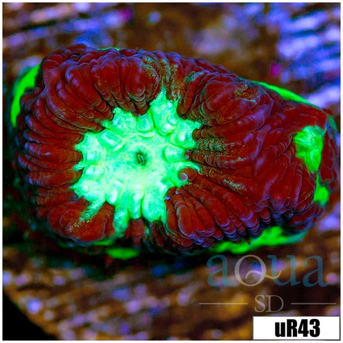 Open War Coral Favia