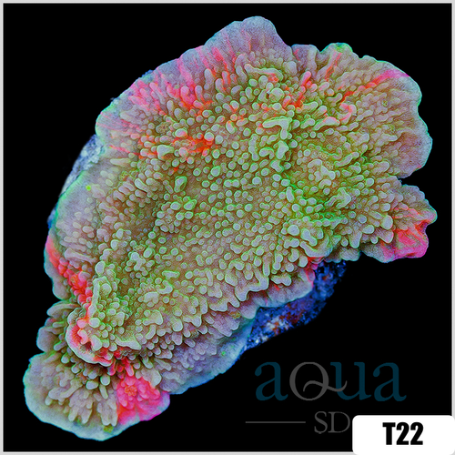 Grafted Montipora