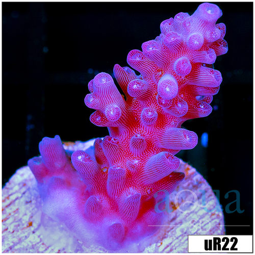 Grape Tort Acropora