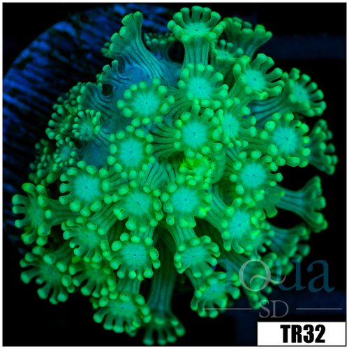 Green Petals Alveopora