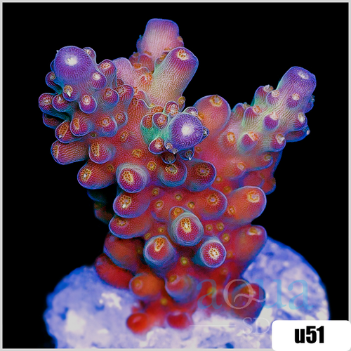 BC Bubblebath Unicorn Acropora